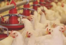 Comparative Study of Commercially Available Single and Multi-Strain Probiotics in Broiler Performance