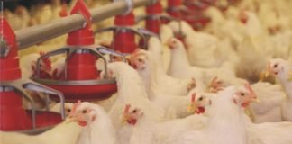 Comparative Study of Commercially Available Single and Multi-Strain Probiotics in Broiler Performance