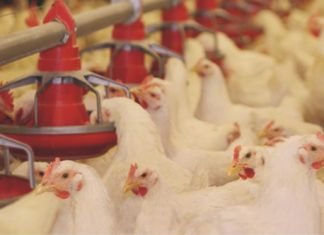 Comparative Study of Commercially Available Single and Multi-Strain Probiotics in Broiler Performance