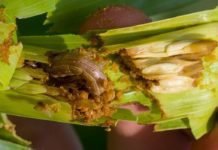 Fall armyworm attack caused crop loss in Mizoram