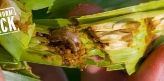 Fall armyworm attack caused crop loss in Mizoram