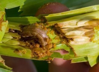 Fall armyworm attack caused crop loss in Mizoram
