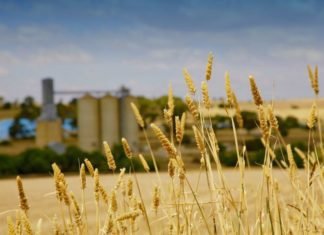 Australia to import wheat for feed and milling industry