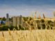 Australia to import wheat for feed and milling industry