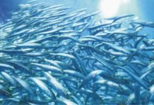Driving change in South East Asian fisheries and fishmeal supply