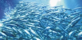 Driving change in South East Asian fisheries and fishmeal supply