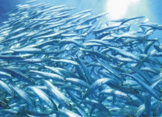 Driving change in South East Asian fisheries and fishmeal supply