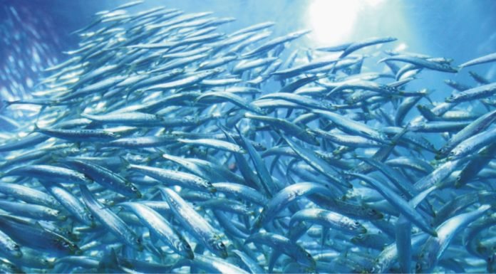 Driving change in South East Asian fisheries and fishmeal supply