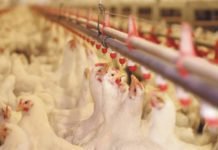 Poultry Management and Biosecurity Measures