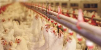 Poultry Management and Biosecurity Measures
