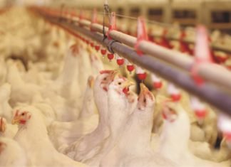 Poultry Management and Biosecurity Measures