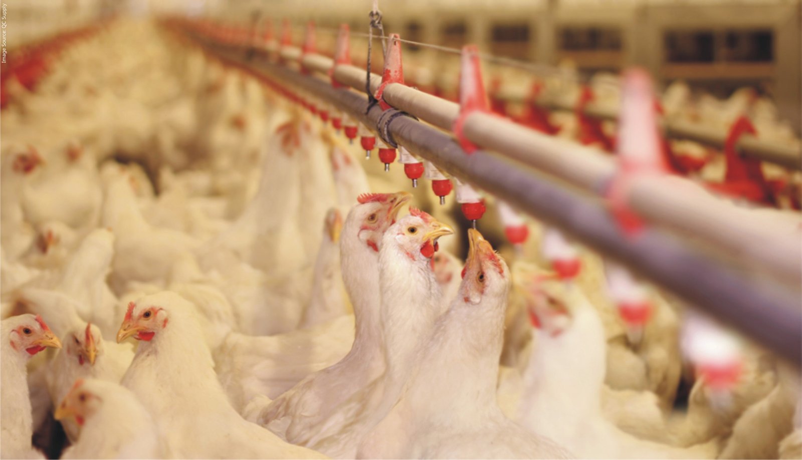 Poultry Management and Biosecurity Measures Benison Media