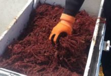 Seaweed feed additive cuts livestock methane but poses questions