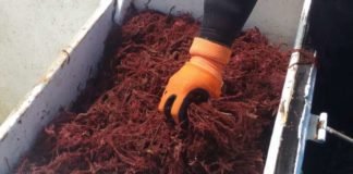 Seaweed feed additive cuts livestock methane but poses questions