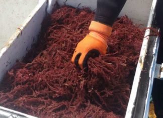 Seaweed feed additive cuts livestock methane but poses questions