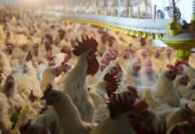 Poultry farmers seek dropping of notification