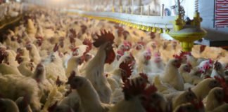 Poultry farmers seek dropping of notification