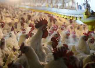 Poultry farmers seek dropping of notification