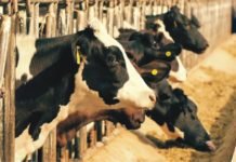 Heat Stress and Management for Dairy Cattle