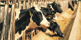 Heat Stress and Management for Dairy Cattle