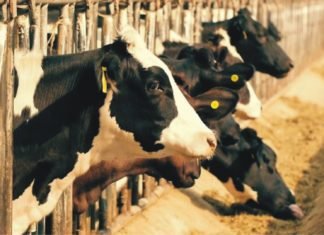 Heat Stress and Management for Dairy Cattle