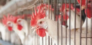 Cage ban: a serious threat of malnourishment for Indian population