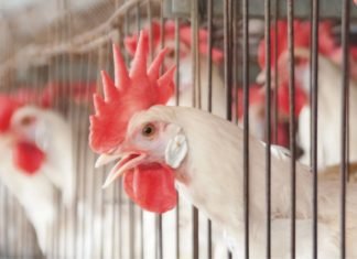 Cage ban: a serious threat of malnourishment for Indian population