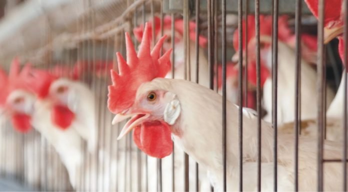 Cage ban: a serious threat of malnourishment for Indian population