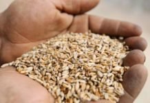 Global cereal production to dampen this year: FAO