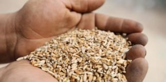 Global cereal production to dampen this year: FAO