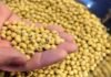 SOPA reports 28% rise in Indian soybean meal exports in Fy19