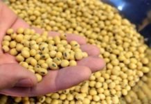 SOPA reports 28% rise in Indian soybean meal exports in Fy19