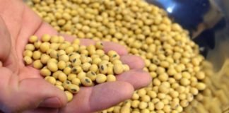 SOPA reports 28% rise in Indian soybean meal exports in Fy19