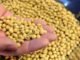 SOPA reports 28% rise in Indian soybean meal exports in Fy19