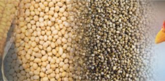 India featured in severe risk zone – Cargill Mycotoxin Survey