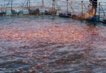 Grape pomace may fight challenge of the disease faced by farmed fish