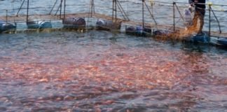 Grape pomace may fight challenge of the disease faced by farmed fish