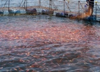 Grape pomace may fight challenge of the disease faced by farmed fish