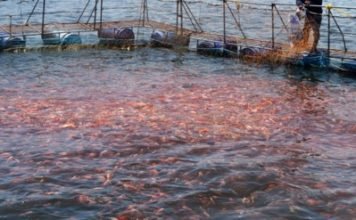 Grape pomace may fight challenge of the disease faced by farmed fish