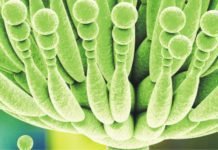 Cattle Feed Mycotoxin Survey