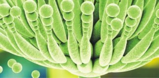 Cattle Feed Mycotoxin Survey