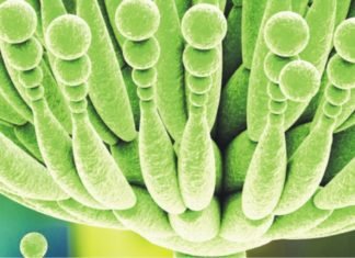 Cattle Feed Mycotoxin Survey