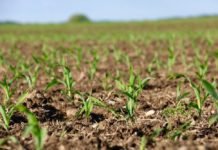 IGC predicts reduced world corn and soy crop for 2019-20