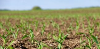 IGC predicts reduced world corn and soy crop for 2019-20