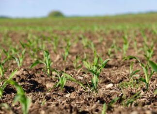 IGC predicts reduced world corn and soy crop for 2019-20