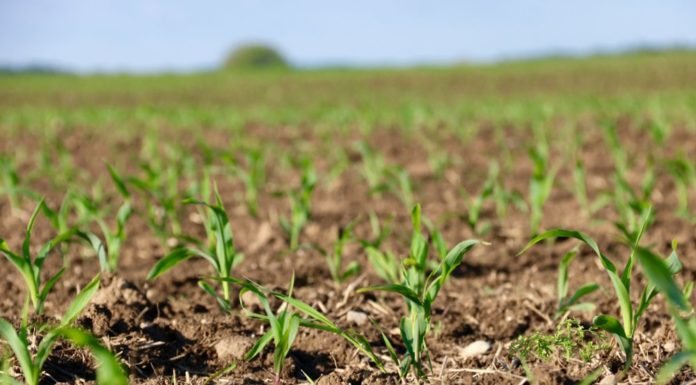 IGC predicts reduced world corn and soy crop for 2019-20