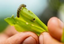 China finds armyworm in major corn-growing province