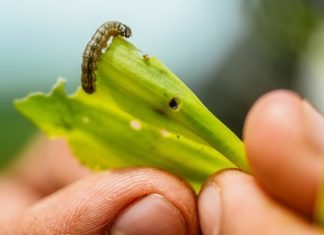 China finds armyworm in major corn-growing province