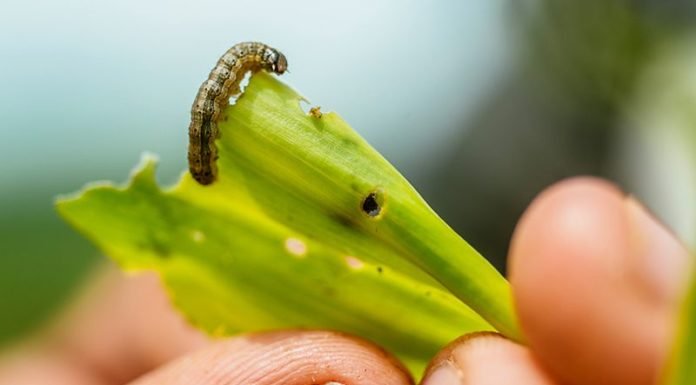 China finds armyworm in major corn-growing province