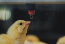 Management of Poultry Feed and Water Hygiene